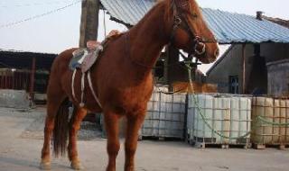 哪里有马匹交易市场 哪里有马匹交易市场